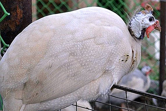 Aves de Guinea blanca de Siberia: peculiaridades de quedarse en casa