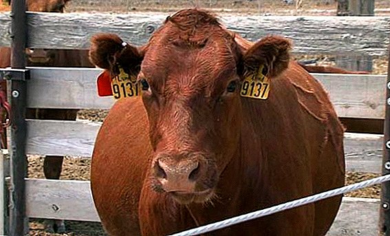 Anthrax in cows