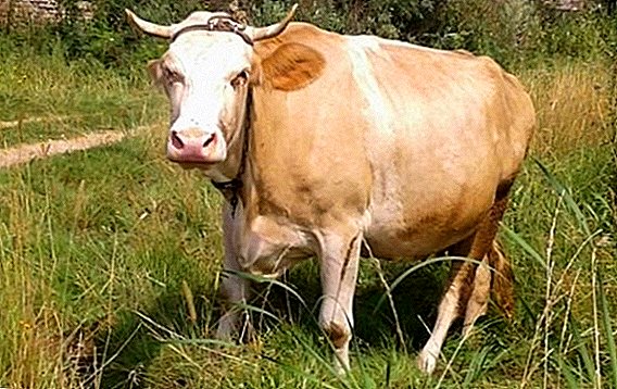 Race Sychevskaya de vaches avec photos et descriptions