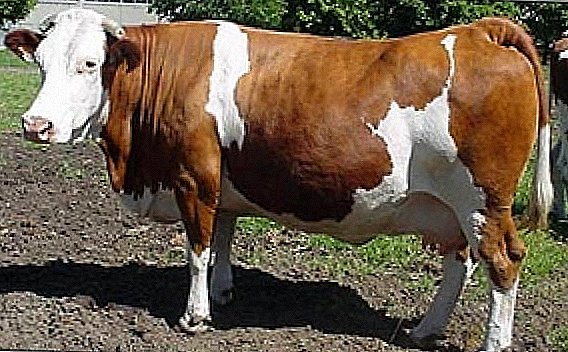 Simmentální krávy