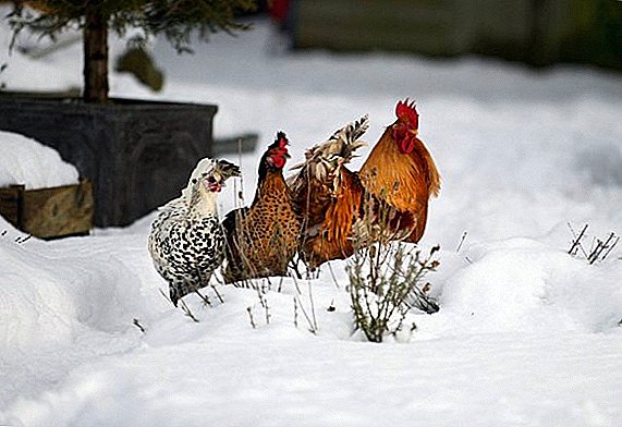 Symptoms and treatment of colds in chickens