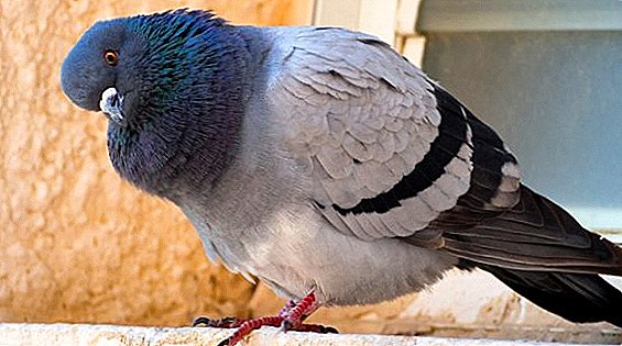 Symptômes de la salmonellose chez les pigeons et son traitement