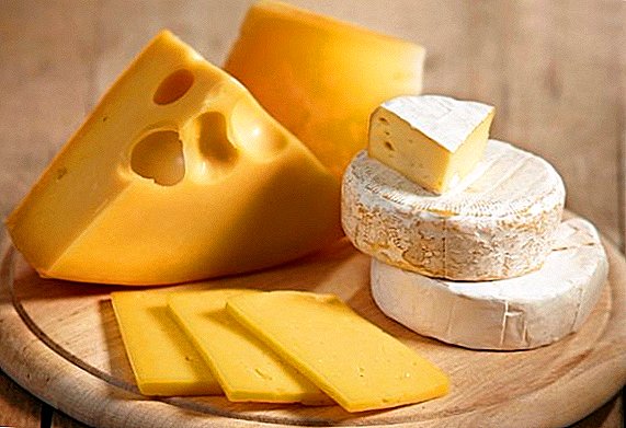 El queso en Ucrania ha subido de precio varias veces