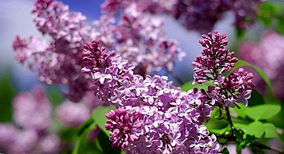 Lilac: tips penanaman dan perawatan