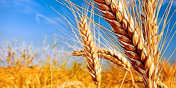 Syrische landbouwers erkenden Krim-graan van lage kwaliteit