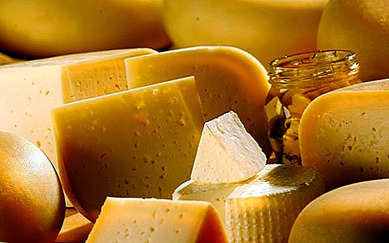 "Cheese Scandal": una compañía de la región de Moscú, queso fundido con E. coli y moho.