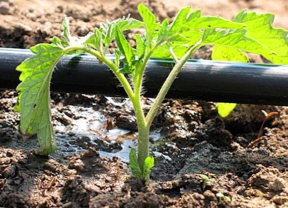 Sistema de autoliquidação: como organizar a irrigação por gotejamento automática