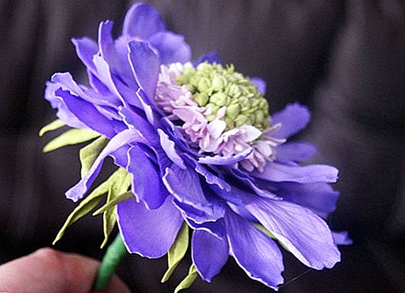 Scabiosa: how to grow from seed