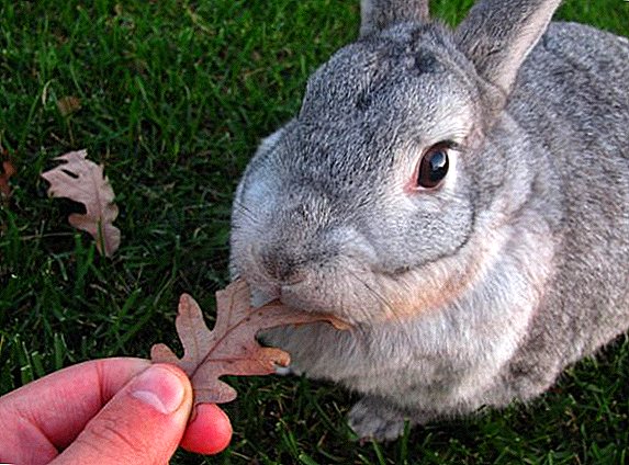 ¿Cuánto tiempo lleva y cómo determinar la succión de conejos?