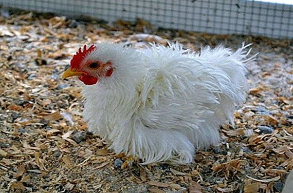 ¿Cuánto tiempo hace estrés en las gallinas ponedoras, su tratamiento?