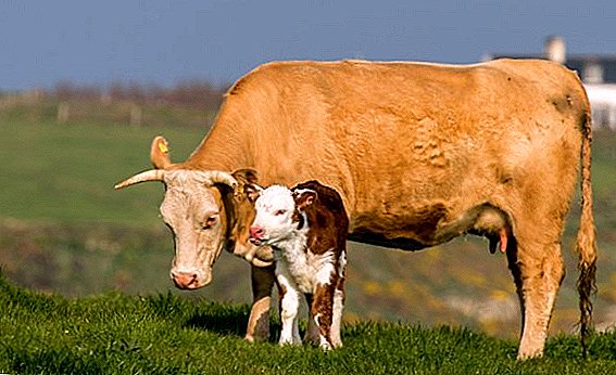 How many days does the cow carry the calf and how to keep the baby in the suction