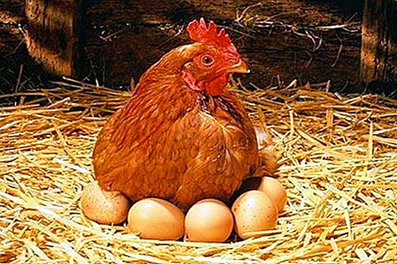 Koliko dni piščanec inkubira jajca?