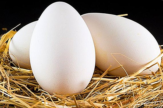 How many and how are goose eggs stored for incubator