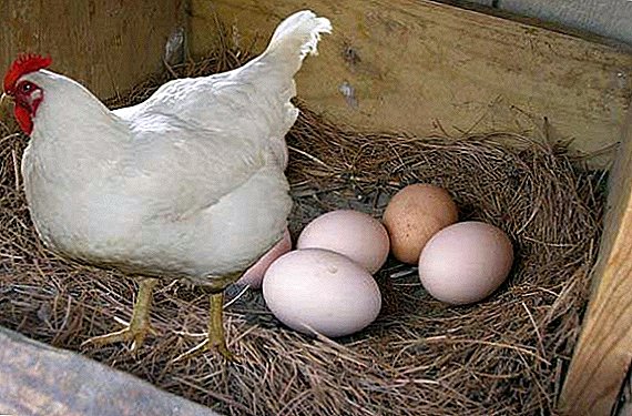 Câți ani sunt găinile ouătoare