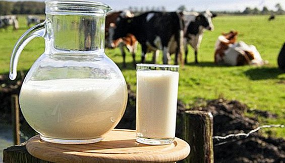 Kolik litrů mléka dává kráva?