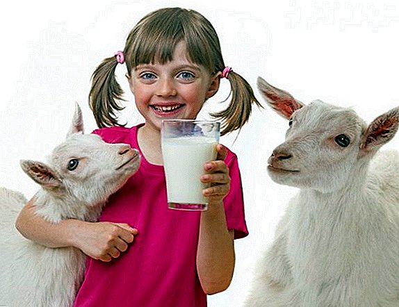 How much milk does a goat give per day