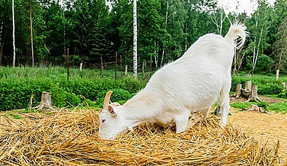 How much hay a goat needs for the winter and how to prepare it
