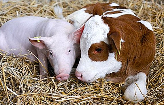 ¿Cuánto pesa un cerdo, vaca, caballo, toro: métodos efectivos para determinar sin la presencia de escamas?