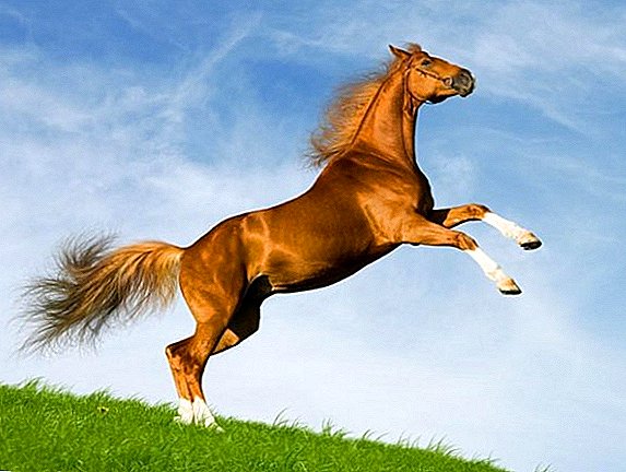 كم يبلغ وزن الحصان البالغ في المتوسط