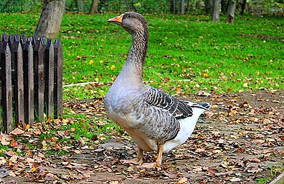 How many geese weigh: geese weight by breed