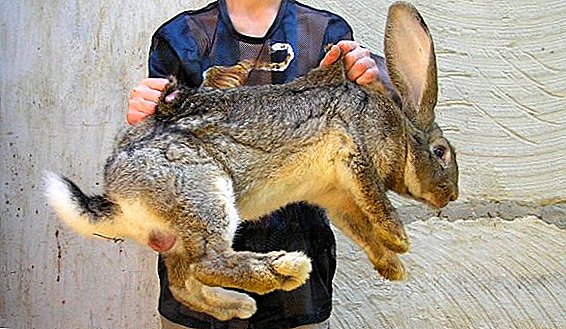 Wie viele Kaninchen wiegen und was sie zur Gewichtszunahme füttern