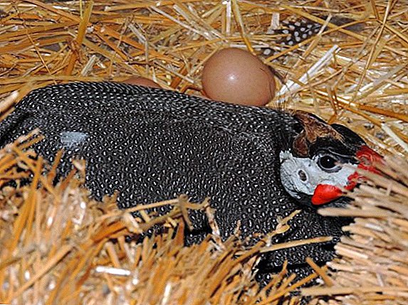 How long does the guinea fowl sit on the eggs