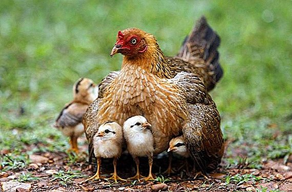 Jak dlouho kuře sedí na násadových vejcích