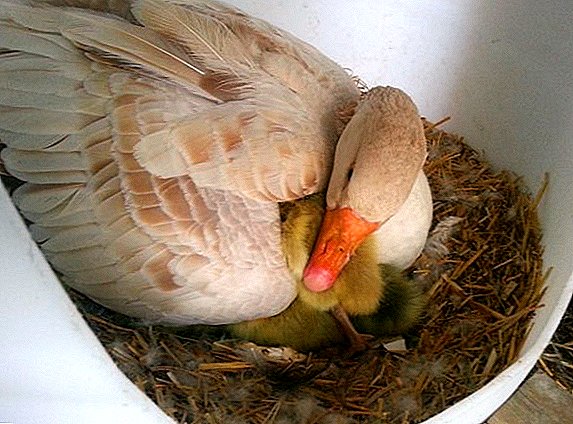 How long does a goose hatch