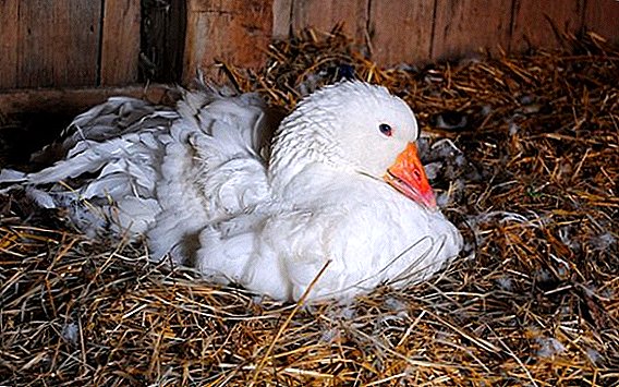 Câte ouă transportă o găină?
