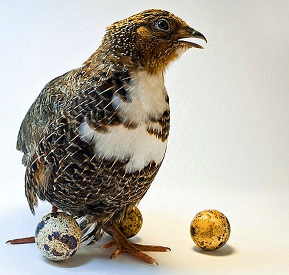Một con chim cút mang bao nhiêu trứng mỗi ngày và việc sản xuất trứng phụ thuộc vào điều gì