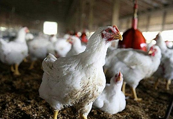 Mennyi csirke él: otthon, réteg, brojler