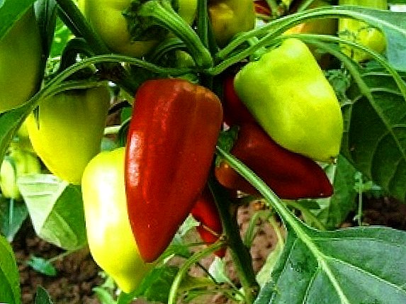 Sød peber: vokser i et drivhus