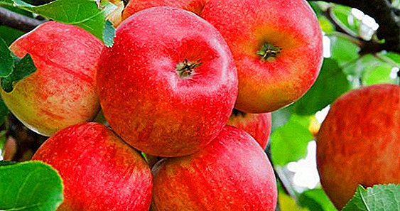 "Slavic Delicacy": Ukrainska äpplen erövrar stormarknader i Afrika och Asien