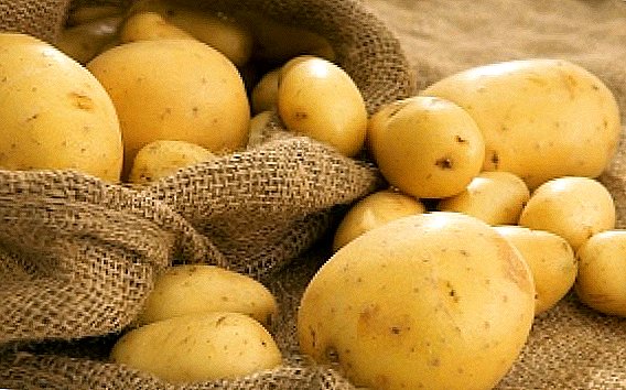 "Pain" slave: les meilleures variétés de pommes de terre