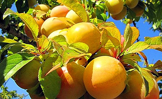 Plommon "Honey White": Beskrivning av sorten och odling agrotechnology
