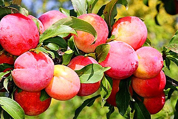 Peach plum: deskripsi dan tips untuk tumbuh