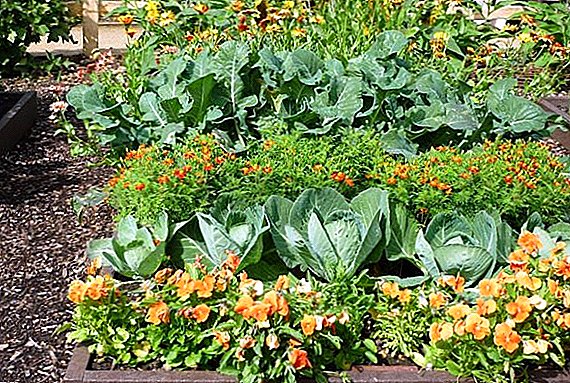Mixed planting vegetables in the garden