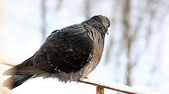 Innhold av duer om vinteren: omsorg og fôring