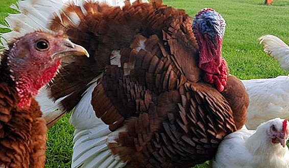 حفظ الدجاج والديك الرومي معًا: إيجابيات وسلبيات