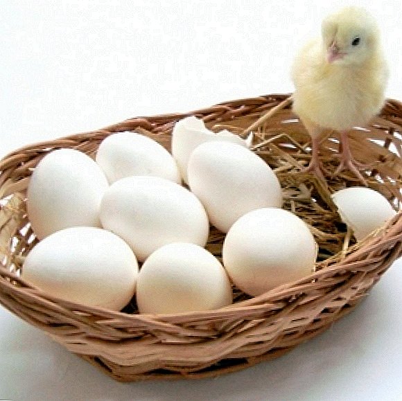 Innehåll av kycklingar på vintern: hur man ökar äggproduktionen
