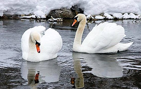 A manutenção de cisnes no inverno e sua alimentação
