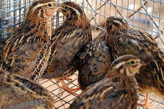 The content of quail at home