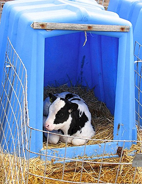 Keeping calves in individual and group houses: advantages and disadvantages