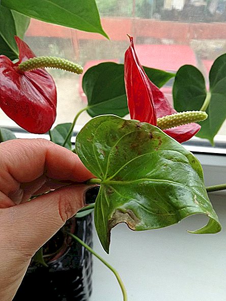 Anthurium leaves dry: reasons for what to do
