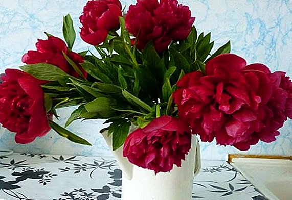 Save the cut peonies in a vase
