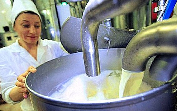 La reducción de los precios de compra de la leche preocupa a los agraristas ucranianos.
