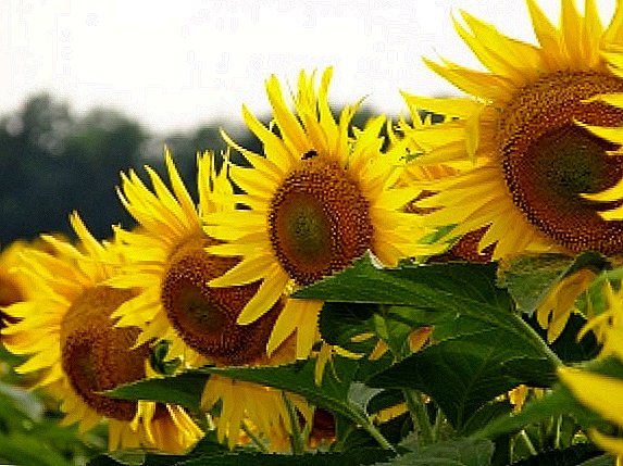 "Sunflower": sunflower varieties