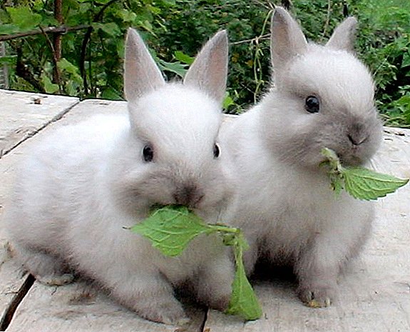 Zon en hitteberoerte bij konijnen, eerste hulpdieren