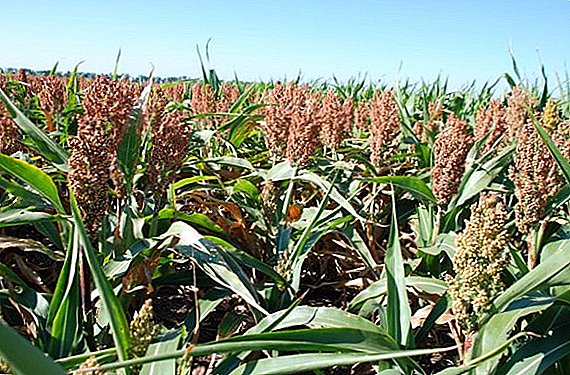 Sorghum: types and uses - composition and beneficial properties