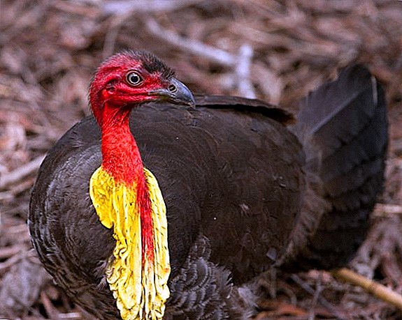 Weed Chicken: Description and Characteristic Species